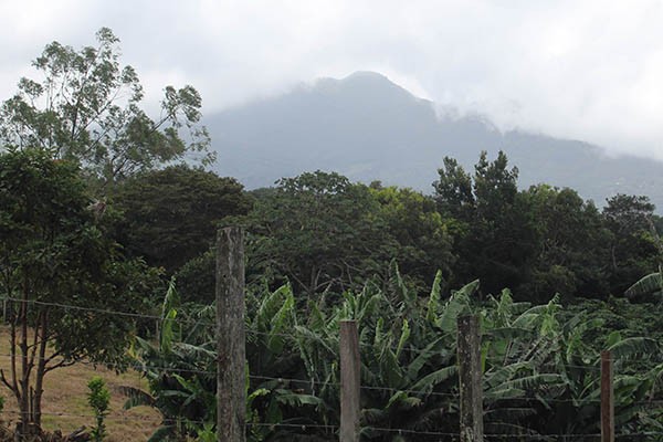 Coffee farms are a common business in Panama